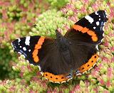 Red Admiral Butterfly 9A70D-15